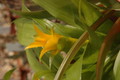 bromelien mini 1156