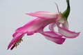 schlumbergera hatheron charm 6375