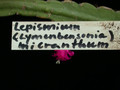 lepismium micranthum hbg49854 05