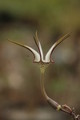 ceropegia stapeliaeformis 8770