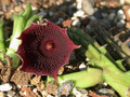 huernia keniensis kleinbl zacher 05