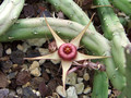 huernia procumbens karoo 0083