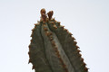 euphorbia tubiglans 7874