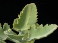 kalanchoe beharensis rose leaf 02