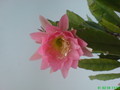 eh tk 0501 211
