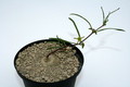 brachystelma praelongum 6919