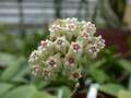 hoya parasitica thai 0194 02