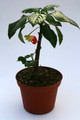 impatiens nimmamensis 0849