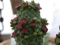 lavrenia cactiformis4