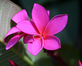 plumeria violett