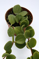 peperomia aff boivinii comoren 8019