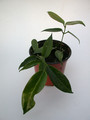 hoya macgillivrayi 4014