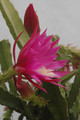 eh gartenschoenheit 191 06