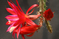 aporocactus lucifer paetz 0277