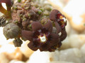 caralluma dodsoniana10