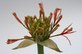 scadoxus multiflorus 2456