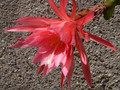 eh editha paetz 1013 1105