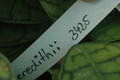 hoya meredithii 3425 06