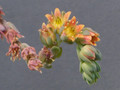echeveria howeyi 0145
