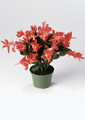 schlumbergera thor olga