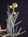 bulbine frutescens 01