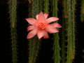 aporocactus no5 2