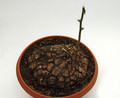 dioscorea mexicana 02