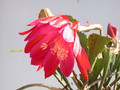 eh oriana 8040 435