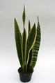 sansevieria trifasciata laurentii 5729