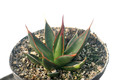 agave pelona cerro aquituni 8503