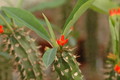 euphorbia vigueri 1080