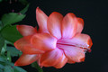 schlumbergera orange devil 5910