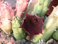 huernia keniensis kl01