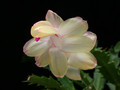 schlumbergera gold charme 06