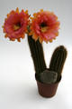 trichocereus hybride2002 9801