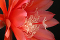 eh flamingo 6531 8034