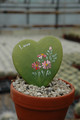 hoya kerrii 1419