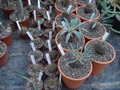 euphorbia bupleurifolia 9953