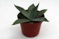 agave palmeri lz 2025 0135