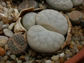 lithops gracilidelineata c262 c374 03