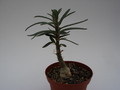 pachypodium griquense 743
