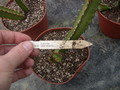 euphorbia waterbergensis 1368