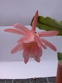 eh roseus superbus 8810 224