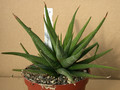 haworthia attenuata britteniana 03