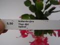schlumbergera thor kiri 1576