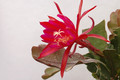 eh erfurter gartenschau 23 18