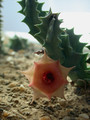 huernia insigniflora es2315 05