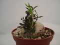 brachystelma tuberosum 167