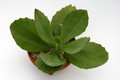 kalanchoe synsepala schale 1200