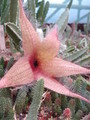 stapelia gigantea 4543